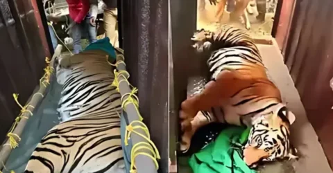 অবশেষে বাগে এসেছে বাঘিনী জিনাত