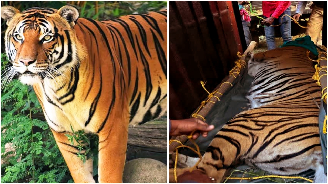 অবশেষে বাগে এলো বাঘিনী! কাজে এলো যে কৌশল