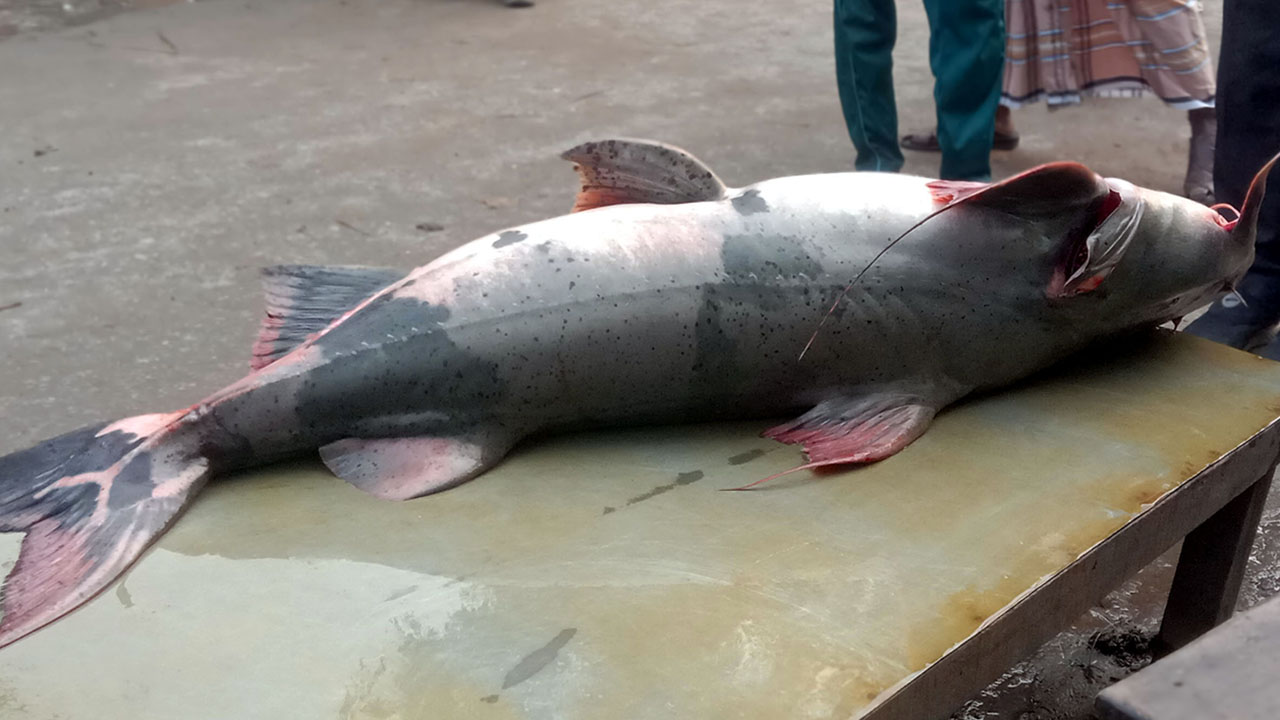 যমুনায় ধরা পড়লো ৩৮ কেজির বাগাড়