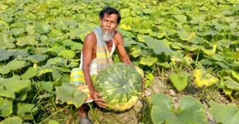 কুমড়া বিক্রি করতে না পেরে বিপাকে কৃষক