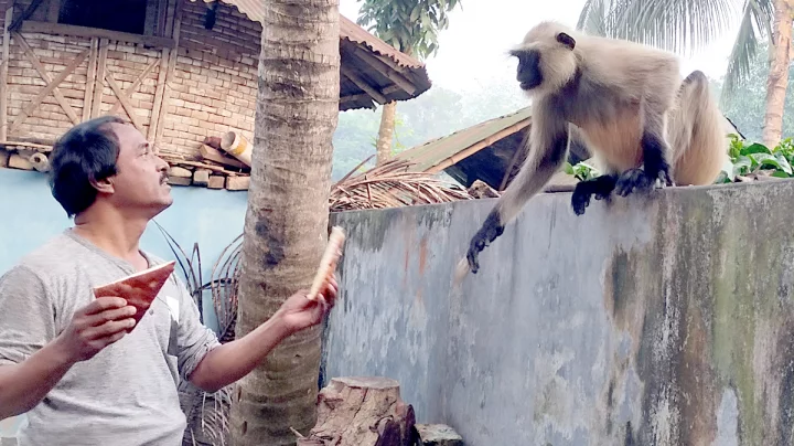 খাদ্যের খোঁজে চৌগাছার লোকালয়ে মুখপোড়া হনুমান