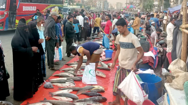 কুমিল্লার পাদুয়ার প্রতি হাটে মাছ বিক্রি হয় ৬ কোটি টাকা