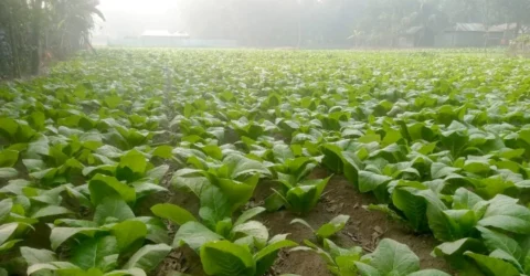 তামাকের রাজত্বে হারিয়ে যাচ্ছে অন্যান্য ফসল