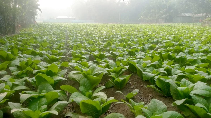 তামাকের রাজত্বে হারিয়ে যাচ্ছে অন্যান্য ফসল