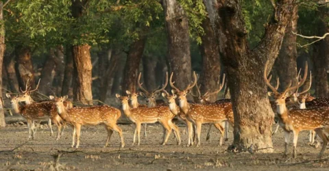 সুন্দরবনে গোপনে হরিণ শিকার বাড়ছে