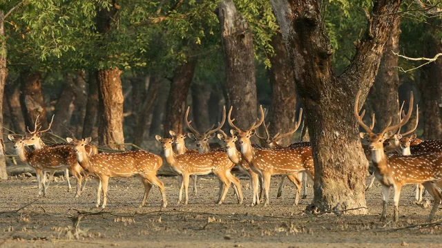 সুন্দরবনে গোপনে হরিণ শিকার বাড়ছে