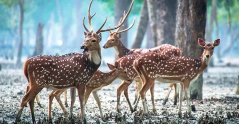 ২ মণ হরিণের মাংস উদ্ধার, নৌকা ফেলে পালালো শিকারিরা