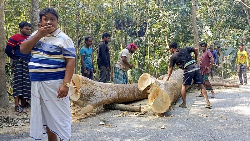 সড়কের সরকারি গাছ চুরি, সাবেক প্যানেল চেয়ারম্যান আটক