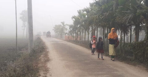 পঞ্চগড়ে বৃষ্টির মতো ঝরছে শিশির