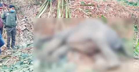 চকরিয়ায় বৈদ্যুতিক ফাঁদে আবারও হাতির মৃত্যু