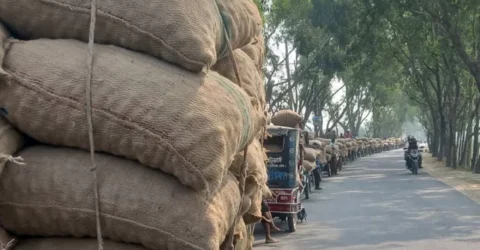 আলুর দাম ও সংরক্ষন নিয়ে চিন্তিত কৃষক
