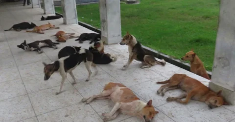 পাগলা কুকুরের কামড়ে নারী-শিশুসহ আহত ৪০