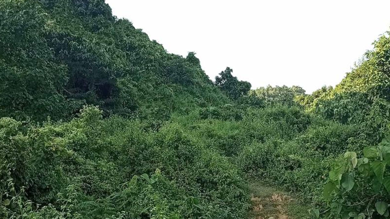 হেক্টরে হেক্টরে গাছের চারা রোপনের নামে লুটপাট!