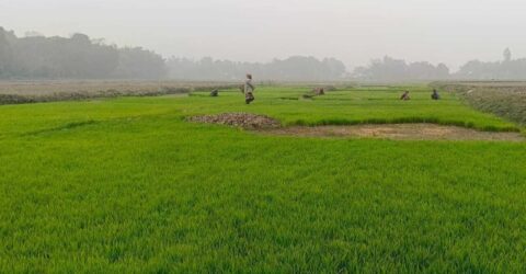 নদী-খাল দখল করে চাষাবাদ