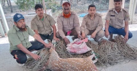 মাংসসহ মৃত হরিণ ও ৪৮০টি ফাঁদ উদ্ধার