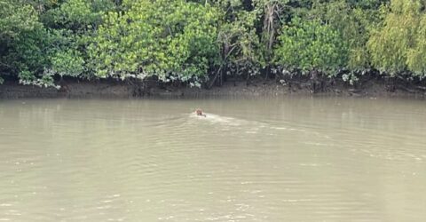 সুন্দরবনে আবারও বাঘের দেখা পেলেন দর্শনার্থীরা
