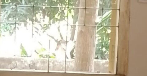 পুলিশ ফাঁড়ির জানালার গ্রিল ভেঙে পালাল মাদক ব্যবসায়ী
