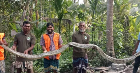 শরণখোলায় ২০ ফুট লম্বা অজগর উদ্ধার
