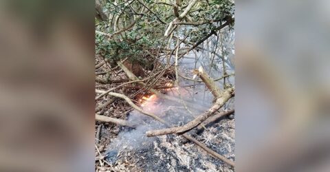সুন্দরবনের আগুন নিয়ন্ত্রণে এসেছে