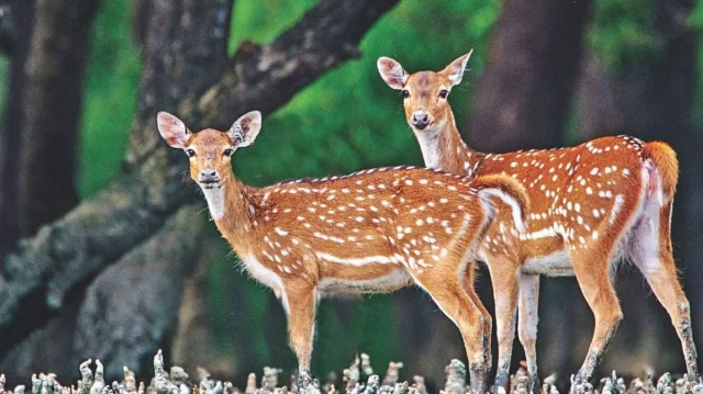 সুন্দরবনে থামছে না হরিণ শিকার