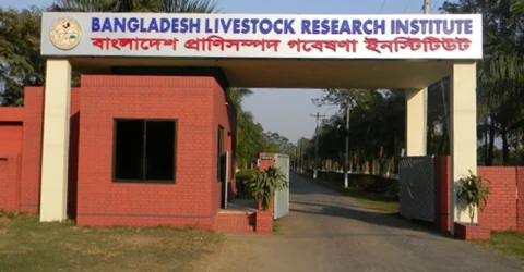অজানা রোগে মৃত্যু চার গরুর, নিলামে বিক্রি ৩টি