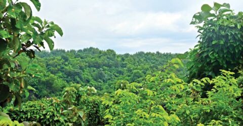 সংকটাপন্ন বনাঞ্চলে আবার পার্ক নির্মাণের উদ্যোগ
