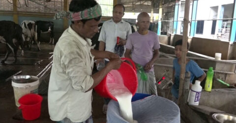 নীলফামারীতে বেড়েছে দুধ উৎপাদন, তবু মিটছে না চাহিদা