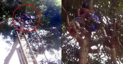 শ্বশুড়বাড়ির গাছে উঠে হঠাৎ অজ্ঞান জামাই, ভিডিও ভাইরাল