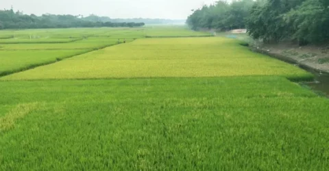 তিন নদীর বুক জুলে সোনালী ফসলের সমারোহ, নদীর অস্তিত্ব নেই