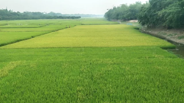 তিন নদীর বুক জুলে সোনালী ফসলের সমারোহ, নদীর অস্তিত্ব নেই