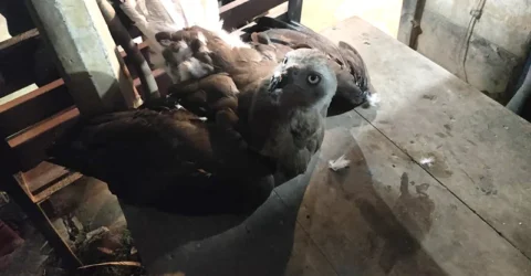 যন্ত্রণায় কাতরানো গুলিবিদ্ধ ঈগল পাখিটিকে বাঁচাল দুই কিশোর