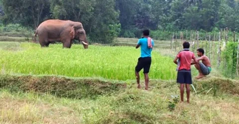 সাতকানিয়া ও উখিয়ায় হাতির আক্রমণে ২ জন নিহত