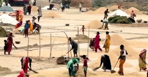 নিকলীর হাওরে শেষ মুহুর্তে ধান কাটার ধুম, ভালো ফলনে খুশি কৃষক