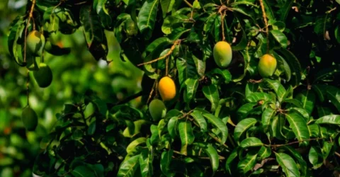 রাজশাহী অঞ্চলে আমের ফলন নিয়ে সংশয়