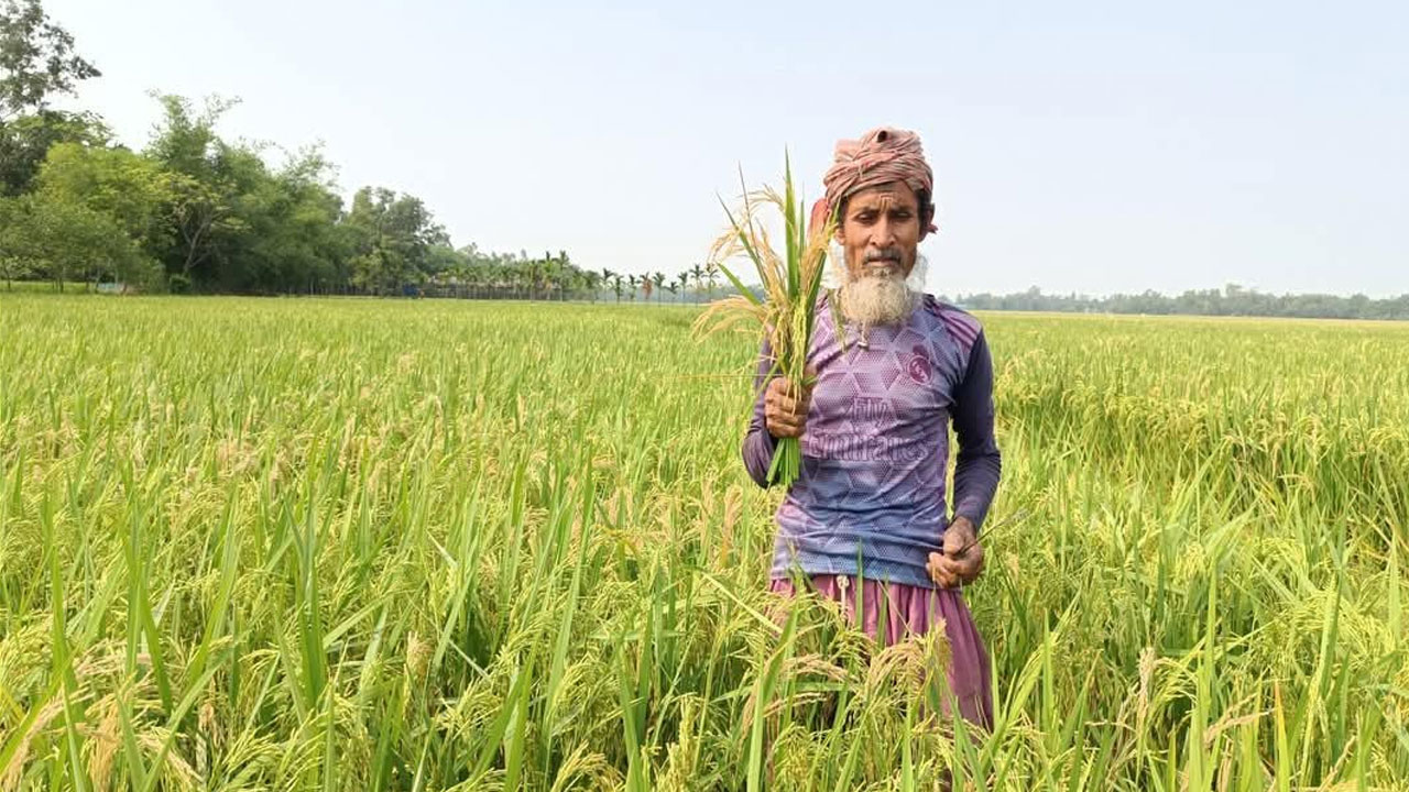 নালিতাবাড়ীতে বোরো ধানে মরা শীষ নিয়ে দুশ্চিন্তায় কৃষক