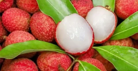 লিচুর বিচি গলায় আটকে প্রাণ গেল ২ বছরের শিশুর