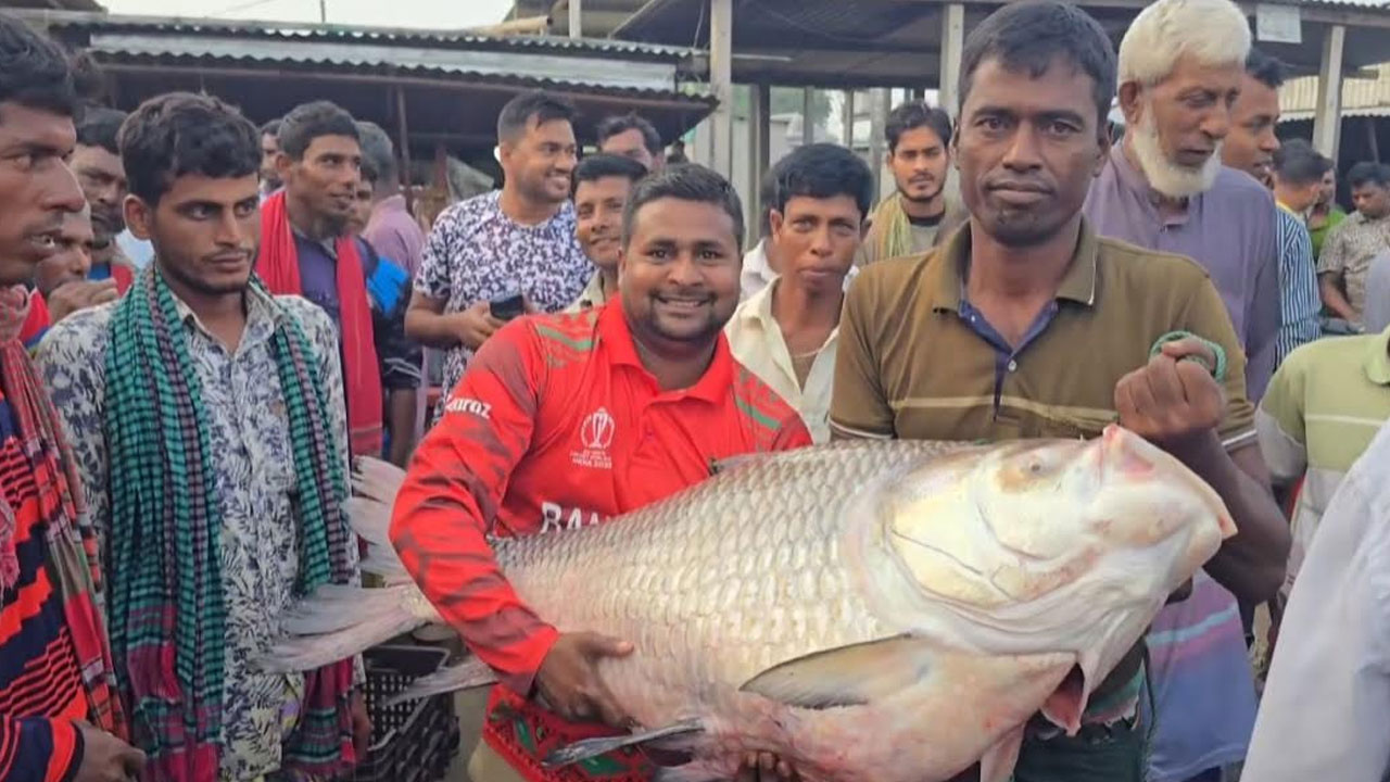 পদ্মার দুই কাতল ৯০ হাজার টাকায় বিক্রি