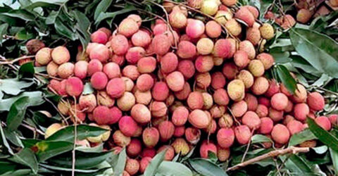 হাজরাপুরী লিচু পেল জিআই পণ্যের স্বীকৃতি