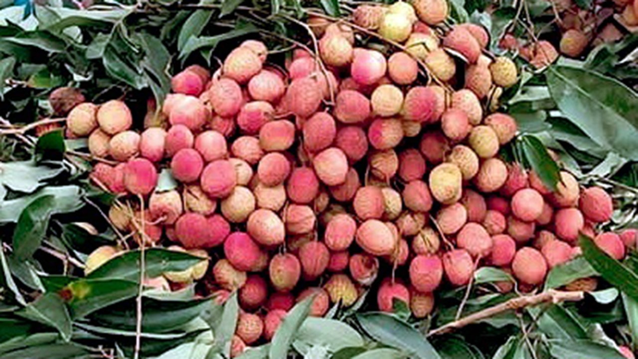 হাজরাপুরী লিচু পেল জিআই পণ্যের স্বীকৃতি