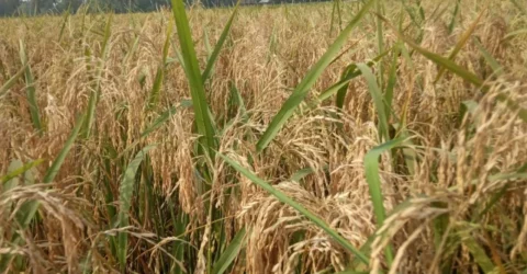 মেলান্দহে বিআর-২৮ ও ২৯ ধানে ব্লাস্ট রোগ, ফলন না পাওয়ার শঙ্কা
