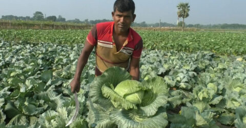 মেহেরপুরে গ্রীষ্মকালীন বাঁধাকপি চাষে সফলতা