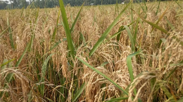 মেলান্দহে বিআর-২৮ ও ২৯ ধানে ব্লাস্ট রোগ, ফলন না পাওয়ার শঙ্কা