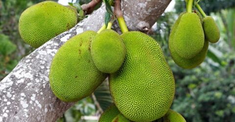 কাঁচা কাঁঠাল কেন খাবেন