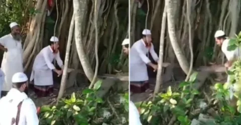 ‘শিরক’ আখ্যা দিয়ে কেটে ফেলা সেই গাছটি মাদ্রাসায় বিক্রির দাবি মালিকের