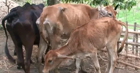 কোরবানির আগেই ছড়াচ্ছে গরুর লাম্পি ভাইরাস, মিলছে না সরকারি ওষুধ