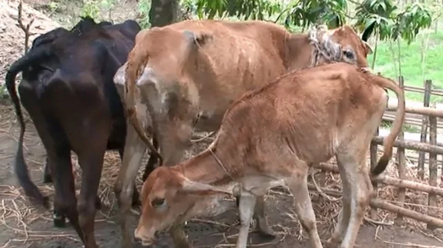 কোরবানির আগেই ছড়াচ্ছে গরুর লাম্পি ভাইরাস, মিলছে না সরকারি ওষুধ