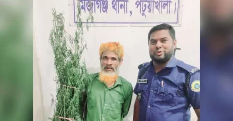 পাট ক্ষেতে গাঁজা গাছ!
