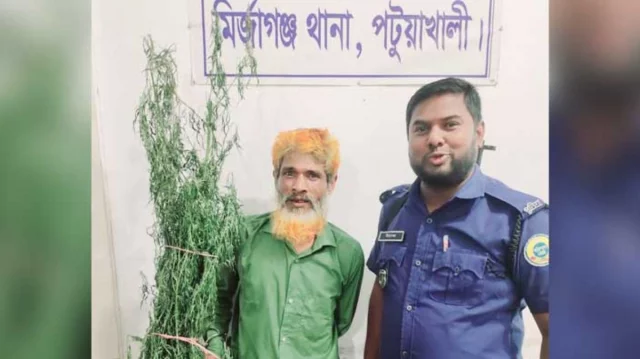 পাট ক্ষেতে গাঁজা গাছ!