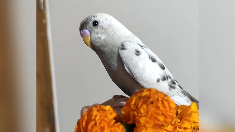পাখি খুঁজে পেতে পুরস্কার ঘোষণা