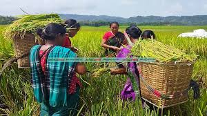 পার্বত্য চট্টগ্রামের কৃষি উন্নয়নে ব্রি’র গবেষণা কার্যক্রম